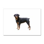 Rottweiler Dog Gifts BW Sticker A4 (10 pack)