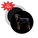 Rottweiler Dog Gifts BB 2.25  Magnet (10 pack)