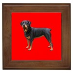 Rottweiler Dog Gifts BR Framed Tile