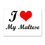 I Love My Maltese Sticker A4 (100 pack)