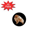 Pomeranian Dog Gifts BB 1  Mini Magnet (10 pack) 