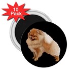 Pomeranian Dog Gifts BB 2.25  Magnet (10 pack)
