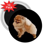 Pomeranian Dog Gifts BB 3  Magnet (10 pack)