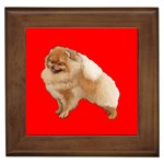 Pomeranian Dog Gifts BR Framed Tile