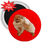 Pomeranian Dog Gifts BR 3  Magnet (10 pack)
