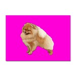 Pomeranian Dog Gifts BP Sticker A4 (10 pack)