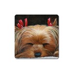 Sleeping Yorkie Painting Scan 300dpi Retouched Copy Magnet (Square)