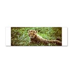Cheetah  Sticker Bumper (10 pack)