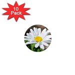 Daisy 1  Mini Magnet (10 pack) 