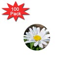 Daisy 1  Mini Magnet (100 pack) 