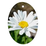 Daisy Oval Ornament (Two Sides)