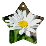 Daisy Star Ornament (Two Sides)