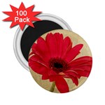 Red Gerbera 2.25  Magnet (100 pack) 
