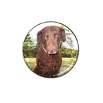 Curly Coated Retriever Dog Hat Clip Ball Marker