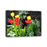 Black GSD Pup Mini Canvas 7  x 5  (Framed)