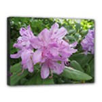 Purple Rhododendron Flower Canvas 16  x 12 
