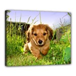Puppy In Grass Canvas 20  x 16  (Stretched)
