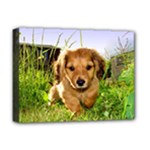 Puppy In Grass Deluxe Canvas 16  x 12  (Stretched) 