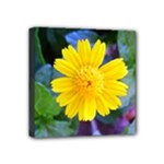 A Yellow Flower  Mini Canvas 4  x 4  (Stretched)