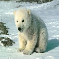 polar