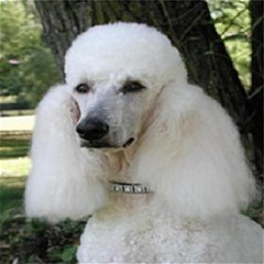 poodle