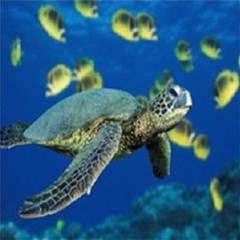 sea turtle