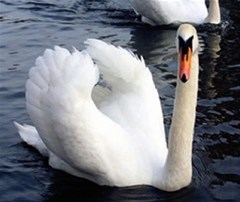 swan