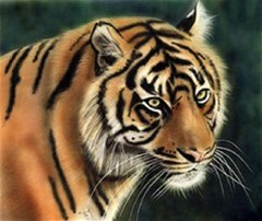 tiger