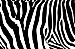 zebra4