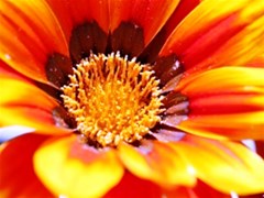 annual zinnia flower click view