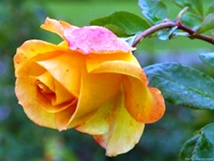 orange rose click view