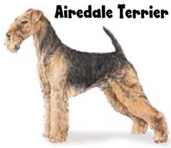 airedale terrier2