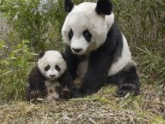 panda bear with cub