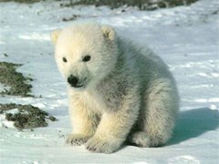 polar bear cub