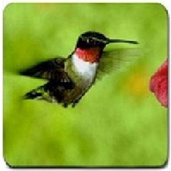 humming bird