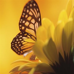 yellow butterfly flower