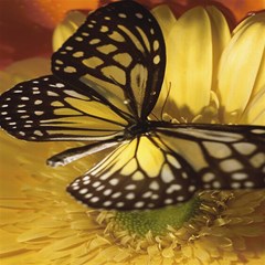 yellow flower butterfly