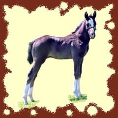 foal22s