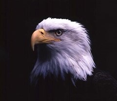 main eagle