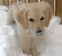 Labrador Snow