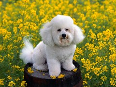 bichon frise