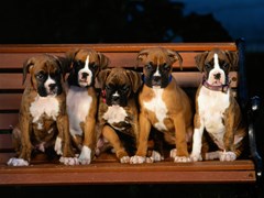 boxer puppies