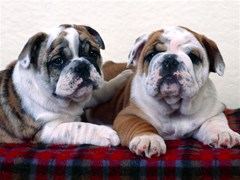 bulldog buddies