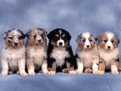 fluffy five shepherd puppies