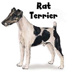 rat terrier