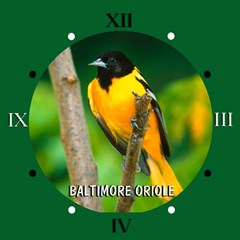 baltimore oriole