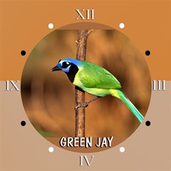 green jay