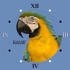 macaw