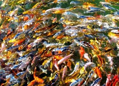 koi carp feeding frenzy