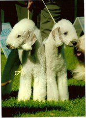 bedlingtonterrier